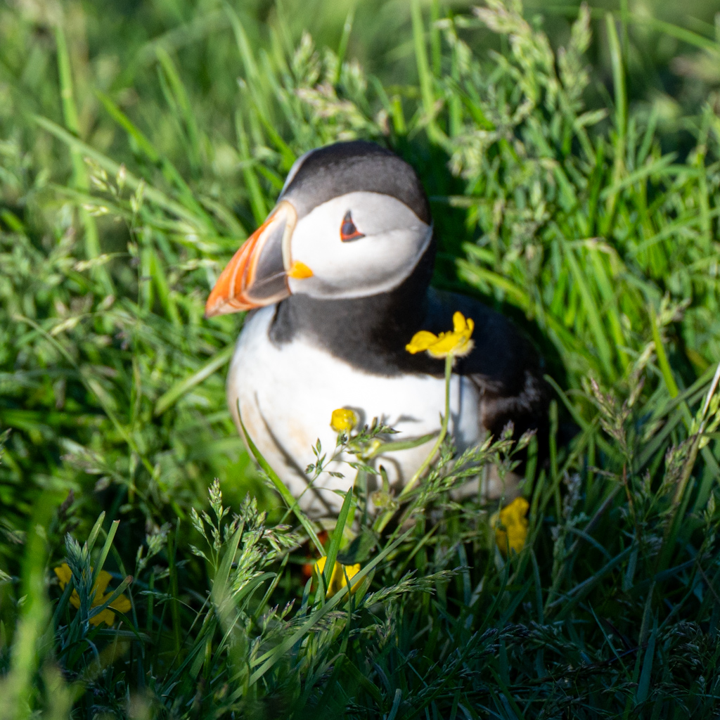 Photography by Chris Allington